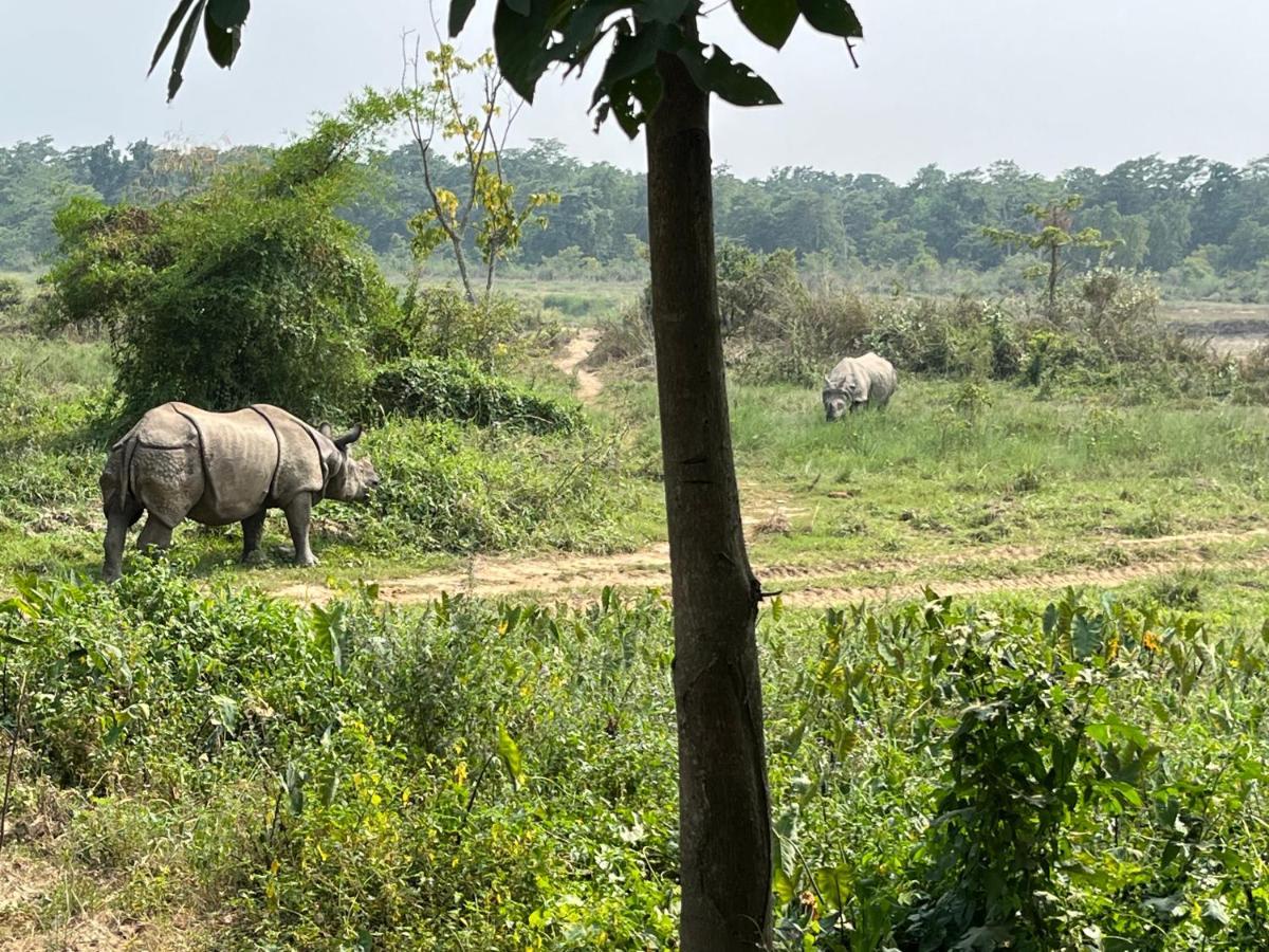 River View Jungle Camp Sauraha Luaran gambar