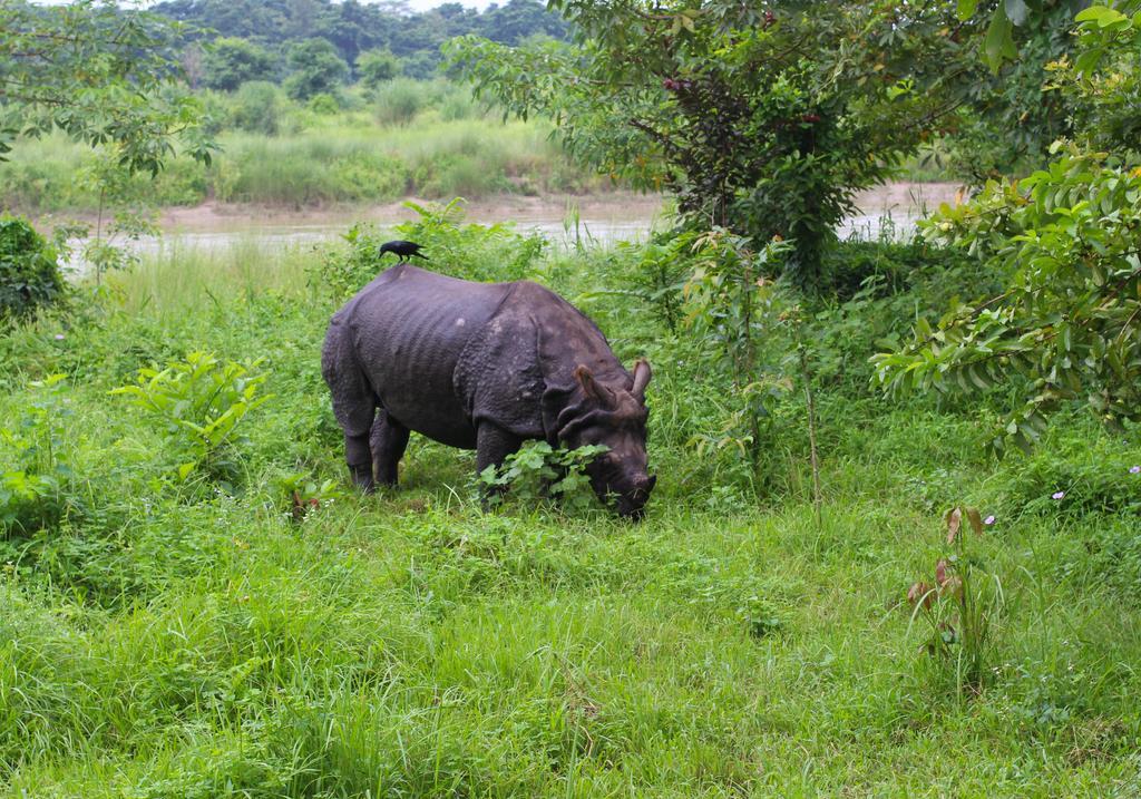 River View Jungle Camp Sauraha Luaran gambar