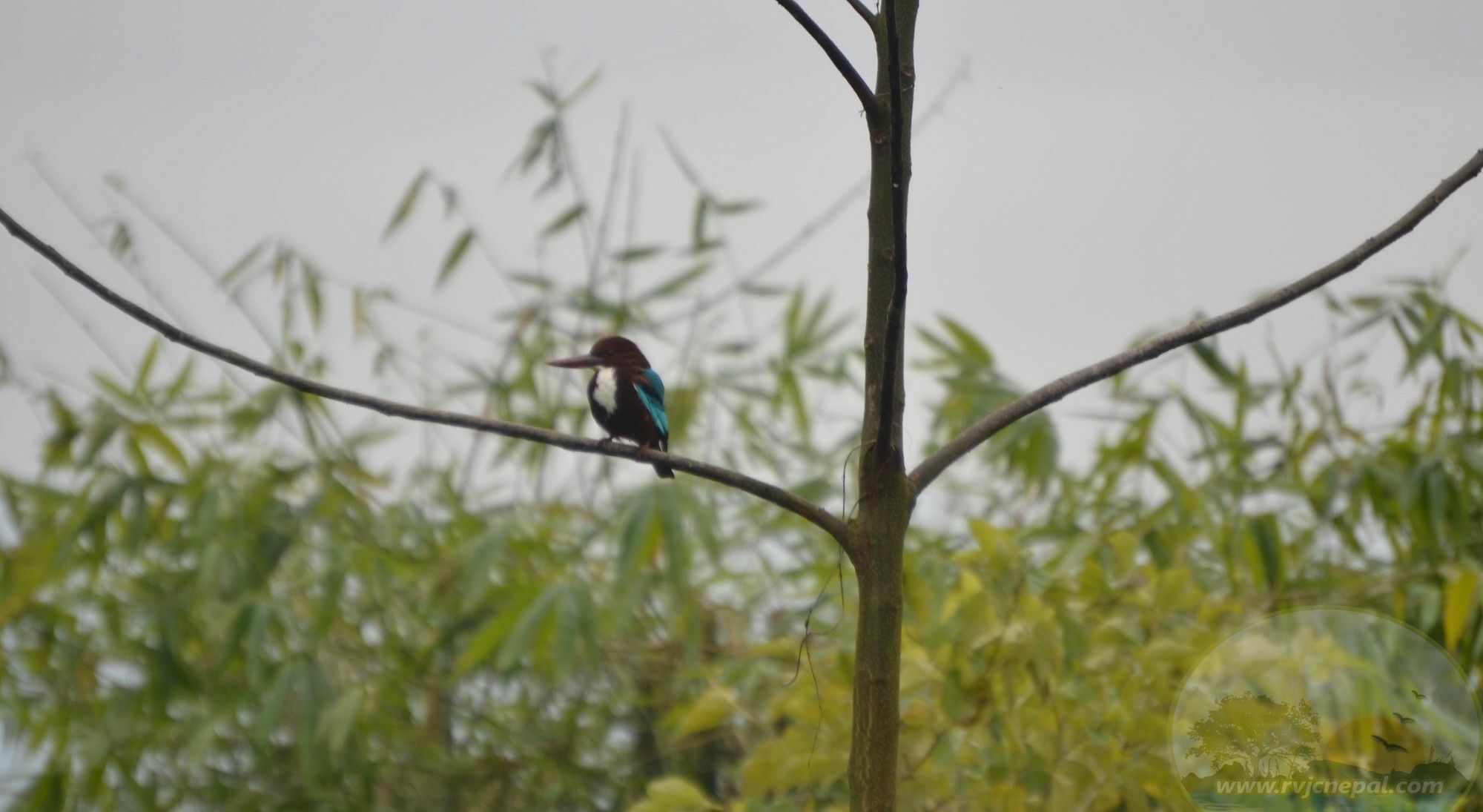 River View Jungle Camp Sauraha Luaran gambar